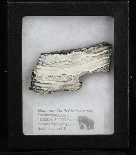 Mammoth Molar Slice - South Carolina #40107